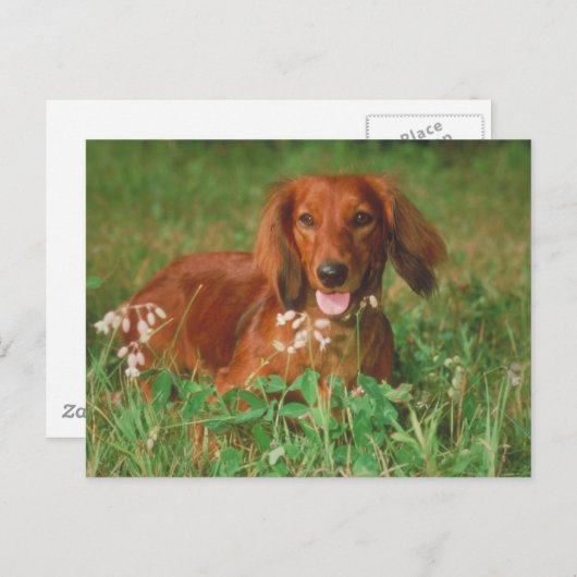 Carte Postale Red Long Haired Dachshund (Devant / Derrière)