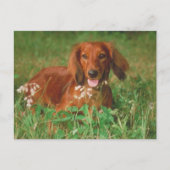 Carte Postale Red Long Haired Dachshund (Devant)