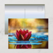 Carte Postale Red Lotus Water Lily Flower (Devant / Derrière)