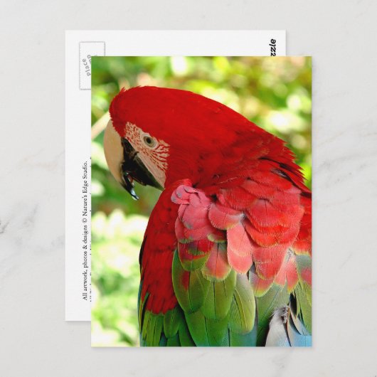 Carte Postale Red Macaw (Devant / Derrière)