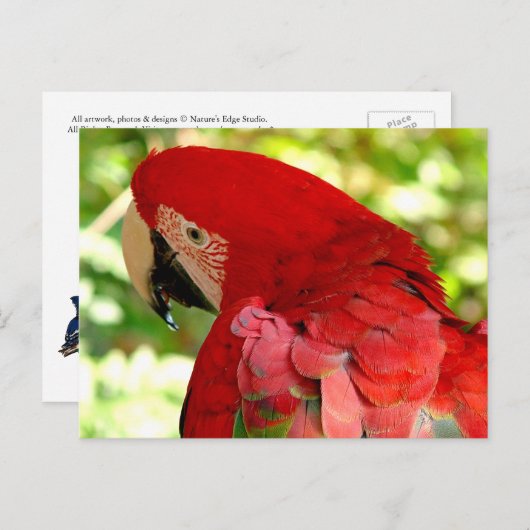 Carte postale Red Macaw Parrot (Devant / Derrière)