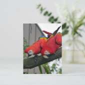 Carte Postale Red Macaws 2.JPG (Debout devant)
