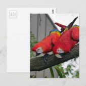 Carte Postale Red Macaws 2.JPG (Devant / Derrière)