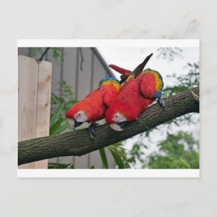 Carte Postale Red Macaws 2.JPG