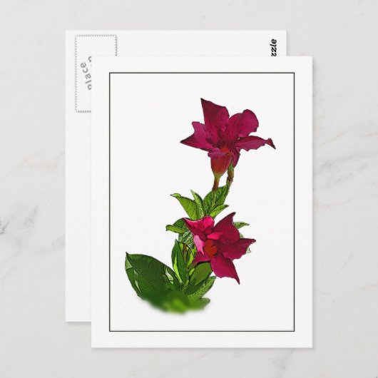 Carte postale Red Mandevilla Botanical Sketch (Devant / Derrière)