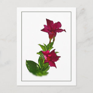 Carte postale Red Mandevilla Botanical Sketch