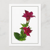 Carte postale Red Mandevilla Botanical Sketch (Devant)