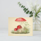 Carte Postale Red Mushroom Fungi Fungus Vintage Postcard (Debout devant)