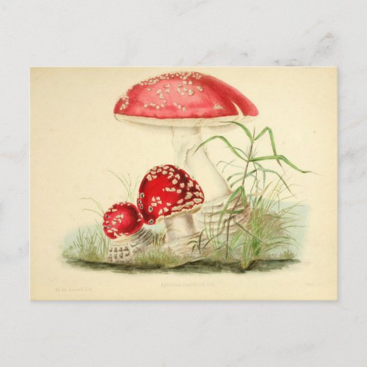 Carte Postale Red Mushroom Fungi Fungus Vintage Postcard (Devant)