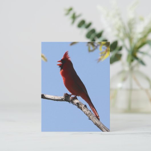 Carte Postale Red Northern Cardinal Bird (Debout devant)