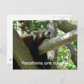 Carte postale Red Panda (Devant / Derrière)