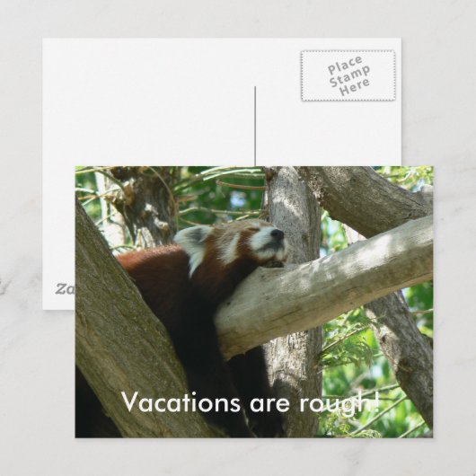 Carte postale Red Panda (Devant / Derrière)