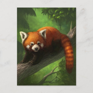 Carte postale Red Panda