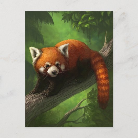 Carte postale Red Panda (Devant)