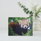 Carte postale Red Panda (Debout devant)