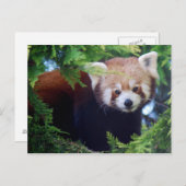 Carte postale Red Panda (Devant / Derrière)