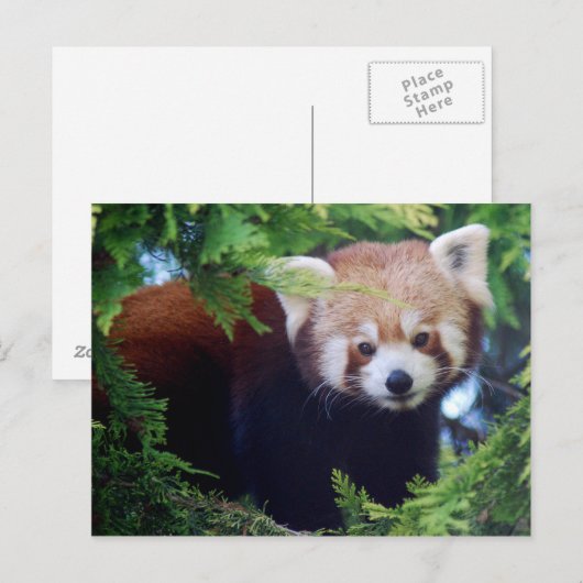 Carte postale Red Panda (Devant / Derrière)