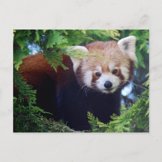 Carte postale Red Panda (Devant)