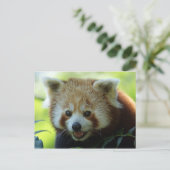 Carte postale Red Panda Bear (Debout devant)