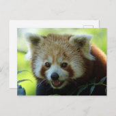 Carte postale Red Panda Bear (Devant / Derrière)