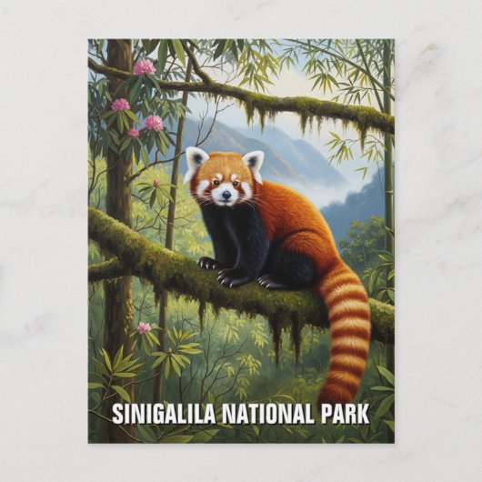 Carte Postale Red Panda dans le parc national de Singalila Voyag (Devant)