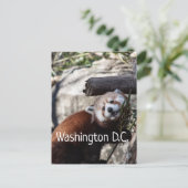 Carte Postale Red Panda et Bamboo, Washington D.C. (Debout devant)