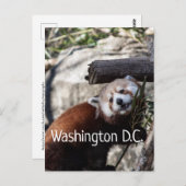 Carte Postale Red Panda et Bamboo, Washington D.C. (Devant / Derrière)
