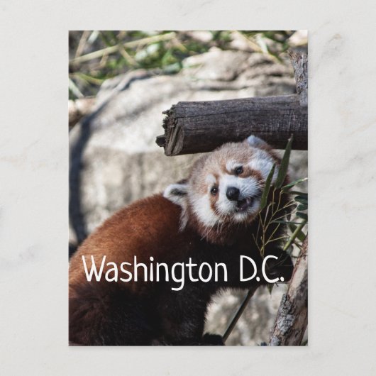 Carte Postale Red Panda et Bamboo, Washington D.C. (Devant)