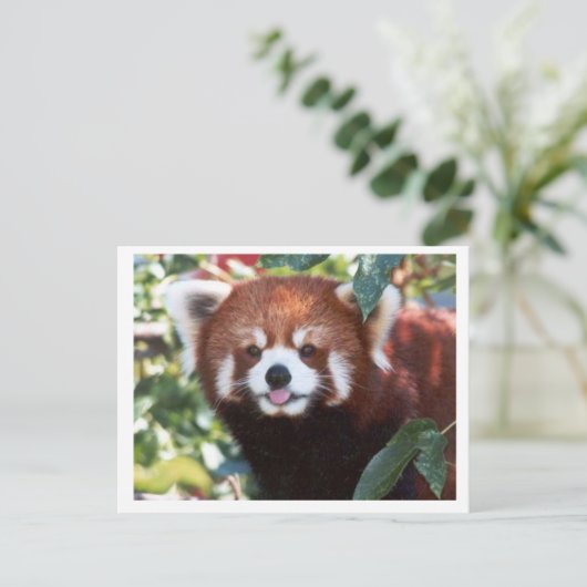 Carte Postale Red Panda rit (Debout devant)