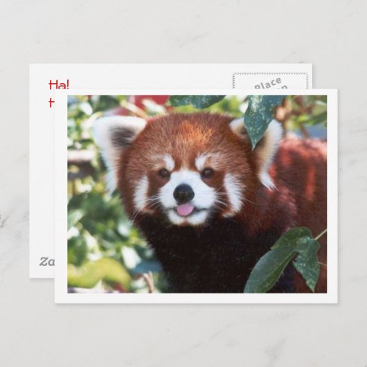 Carte Postale Red Panda rit (Devant / Derrière)