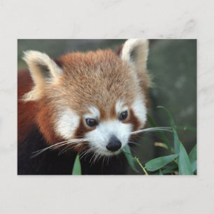Carte Postale Red Panda, Zoo de Taronga, Sydney, Australie