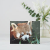 Carte Postale Red Panda, Zoo de Taronga, Sydney, Australie (Debout devant)