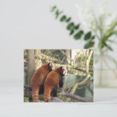 Carte postale Red Pandas (Debout devant)