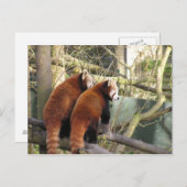Carte postale Red Pandas (Devant / Derrière)