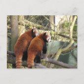 Carte postale Red Pandas (Devant)