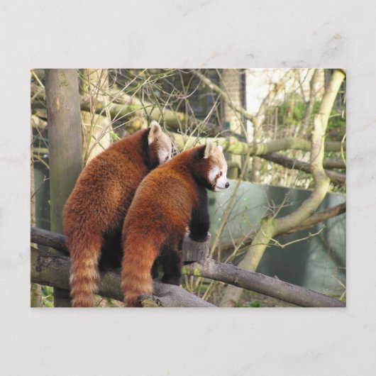 Carte postale Red Pandas (Devant)