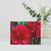 Carte postale Red Peony (Debout devant)