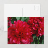 Carte postale Red Peony (Devant / Derrière)