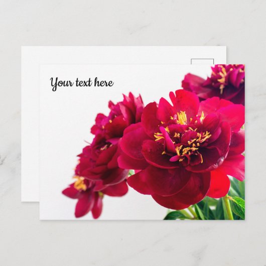 Carte postale Red Peony (Devant / Derrière)