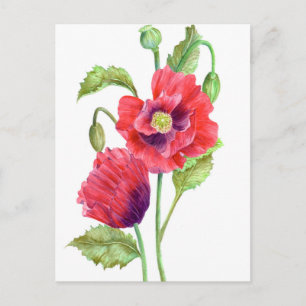 Carte Postale Red Poppies Floral Art