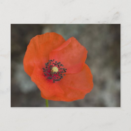 Carte Postale Red Poppy (Devant)