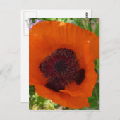 Carte Postale Red Poppy (Devant / Derrière)