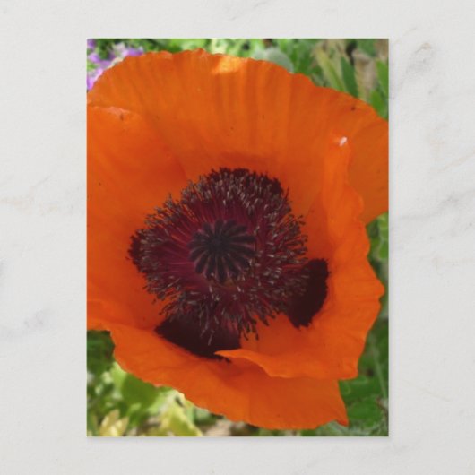 Carte Postale Red Poppy (Devant)