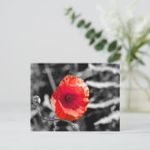 Carte Postale Red Poppy (Debout devant)
