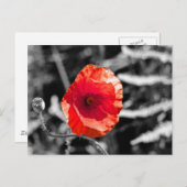 Carte Postale Red Poppy (Devant / Derrière)