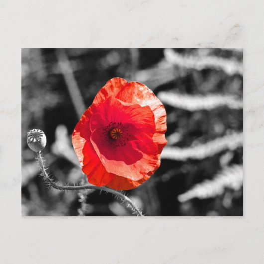 Carte Postale Red Poppy (Devant)
