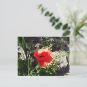 Carte Postale Red Poppy (Debout devant)