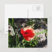 Carte Postale Red Poppy (Devant / Derrière)