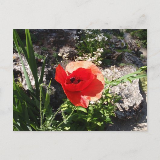 Carte Postale Red Poppy (Devant)