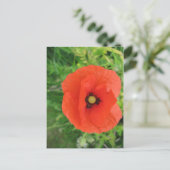 Carte Postale Red Poppy (Debout devant)